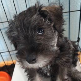 Miniature Schnauzers from S&J's Schnauzers