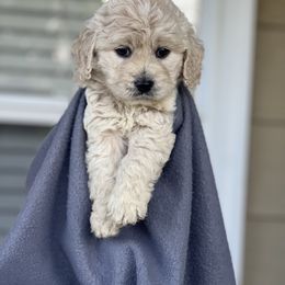 Cockapoo Puppies from East St. Poodles & Doodles