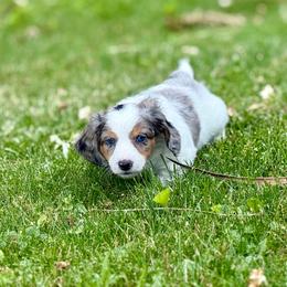 Mando - Dapple male Dachshund puppy in Three Rivers, Michigan from Michiana Dachshunds