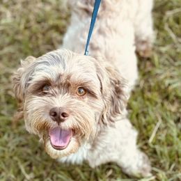 Cocoa - Shih Tzu