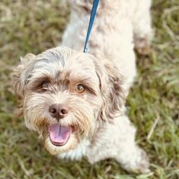 Cocoa - Shih Tzu