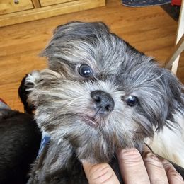 UmiShiro - Shih Tzu