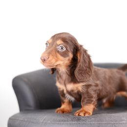 Luca - FULL AKC Russian - Brindle male Dachshund puppy in Neosho, Missouri from A Walk In The Park