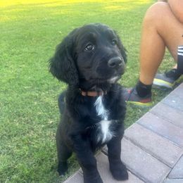 Marcie - Black female Goldendoodle puppy in Scottsdale, Arizona from Daniel’s Doodles