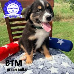 BTM green collar - Black tri-color male Australian Shepherd puppy in Greenville, Texas from Amandas Aussies