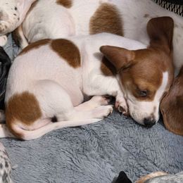 Pixie - Piebald female Dachshund puppy in Declo, Idaho from Dozendachs