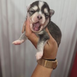 Lucky - Black and white male Pomsky puppy in Mc Callsburg, Iowa from SZ Rolling Acres LLC