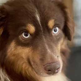 Natural Life Redding Legend - Red tri male Miniature Australian Shepherd puppy in Somerset, Kentucky from Natural Life Ranch