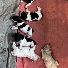 Goldendoodle, Golden Retriever, and Poodle Puppies from Angelic Goldens