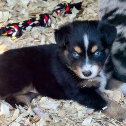 Athena - Black tri female Miniature Australian Shepherd puppy in Patterson, North Carolina from DreamLine Aussies