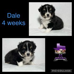 Dale - Toy Australian Shepherd puppy in Jacksonville, Texas from AG Toy & Mini Aussies