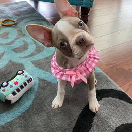 Boston Terrier Puppies from Lola’s House of Bostons & Rescue