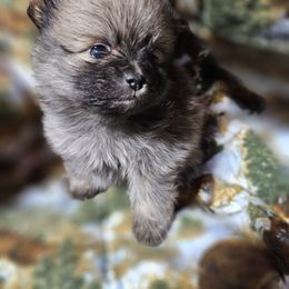 Pomeranian Puppies from Grand Poms