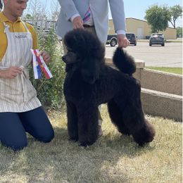 Asia - Poodle