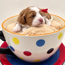 Doralee - Blenheim female Cavapoo puppy in Cedar City, Utah from Cedar Sprout Puppies