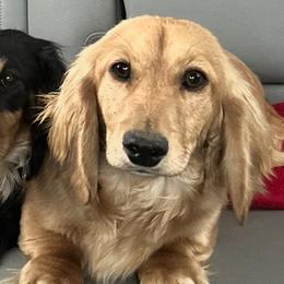 Jade - Dachshund