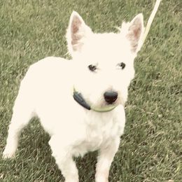 Hayley - West Highland White Terrier