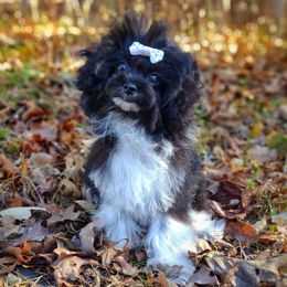 Korean Elio - Black & tan tri-color male Maltipoo puppy in Barren Springs, Virginia from Seeking Shalom Acres Maltese, Maltipoos & Havamalts