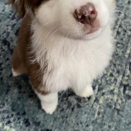 Australian Shepherds from Four Oaks Australian Shepherds