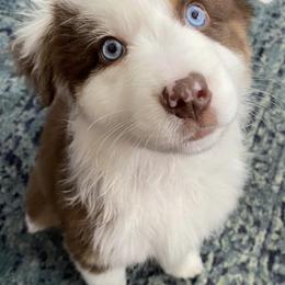Australian Shepherds from Four Oaks Australian Shepherds