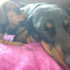 Luna - Dachshund