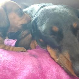 Luna - Dachshund