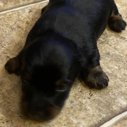 MIDNIGHT CKC FULL RIGHTS - Black male Dachshund puppy in Elizabethtown, Kentucky from Teeny Tiny Puppy Tails