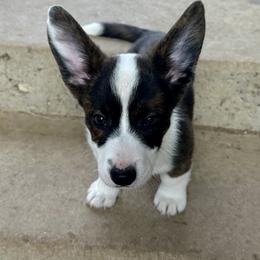 Ren - Brindle and white female Cardigan Welsh Corgi puppy in San Antonio, Texas from White Paws Cardigan Corgis