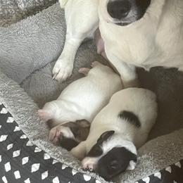 Jack Russell Terrier puppies from CP FARMS BORDER COLLIES N JACKS CORP