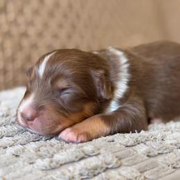 Girl 2 - Red tri-color female Australian Shepherd puppy in Oakridge, Oregon from Middle Fork Australian Shepherds