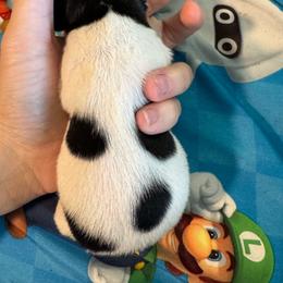 Phillip - Piebald male Dachshund puppy in Whitehouse, Texas from Bonded Oaks Doxies