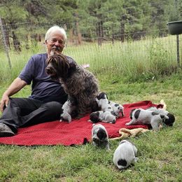 Wirehaired Pointing Griffon Puppies from Agassiz Wirehaired Pointing Griffons