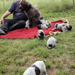 Wirehaired Pointing Griffon Puppies from Agassiz Wirehaired Pointing Griffons