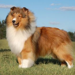 Shetland Sheepdogs from Laurelen Shelties