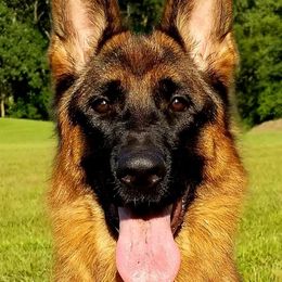 German Shepherds from von Bauernhöfe Bedard