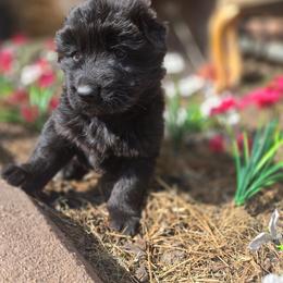 German Shepherd Puppies from Valhalla German Shepherds