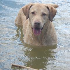 Chesapeake Bay Retriever All Grown Up from Pond Hollow Chesapeakes