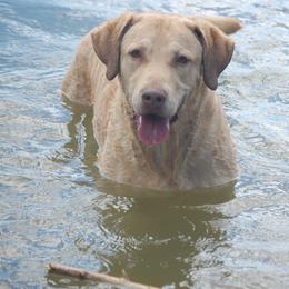 Chesapeake Bay Retriever All Grown Up from Pond Hollow Chesapeakes