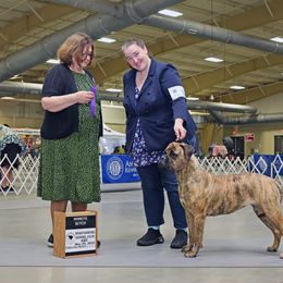 Hazelnut - Bullmastiff