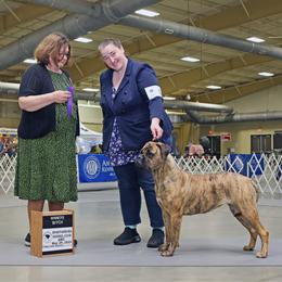 Hazelnut - Bullmastiff