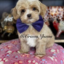 Cavapoo and Maltipoo Puppies from McCraws N Paws