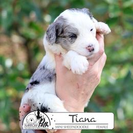 Tiana - Blue merle and white female Sheepadoodle puppy in Cleveland, Tennessee from Narrow Path Old English & Sheepadoodles
