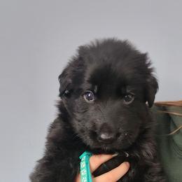 Bear - Black male German Shepherd puppy in White Cloud, Michigan from Von WestLynn German Shepherds