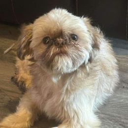 Lucy - Shih Tzu