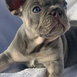 French Bulldogs from Andrea - Dallas Frenchie Connect
