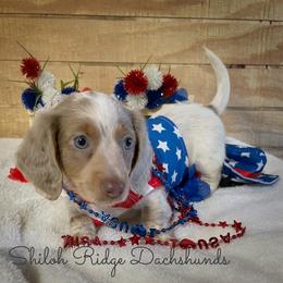 Dachshund Puppies from Shiloh Ridge Dachshunds