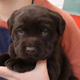 Mishief - Chocolate female Labrador Retriever puppy in Camden, Indiana from Camden's Caring Canines