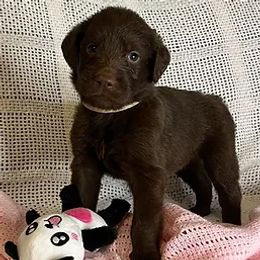 Labradoodles from Doodlebones