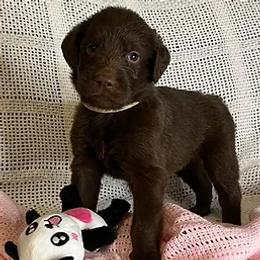 Labradoodles from Doodlebones