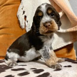English Springer Spaniel Puppies from Southbend Springers